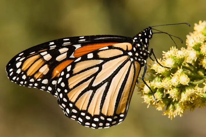 Butterfly effect: take a chance and roll the dice